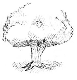 Adult Leatheryfruit Tree