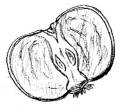 Fruit Cross-Section