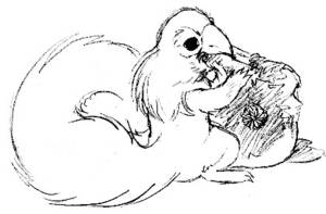 Skin of the fruit is easily penetrated by a sharp beak