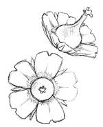 Female Flower Female Flower