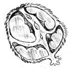 Fruit cross-section Fruit cross-section